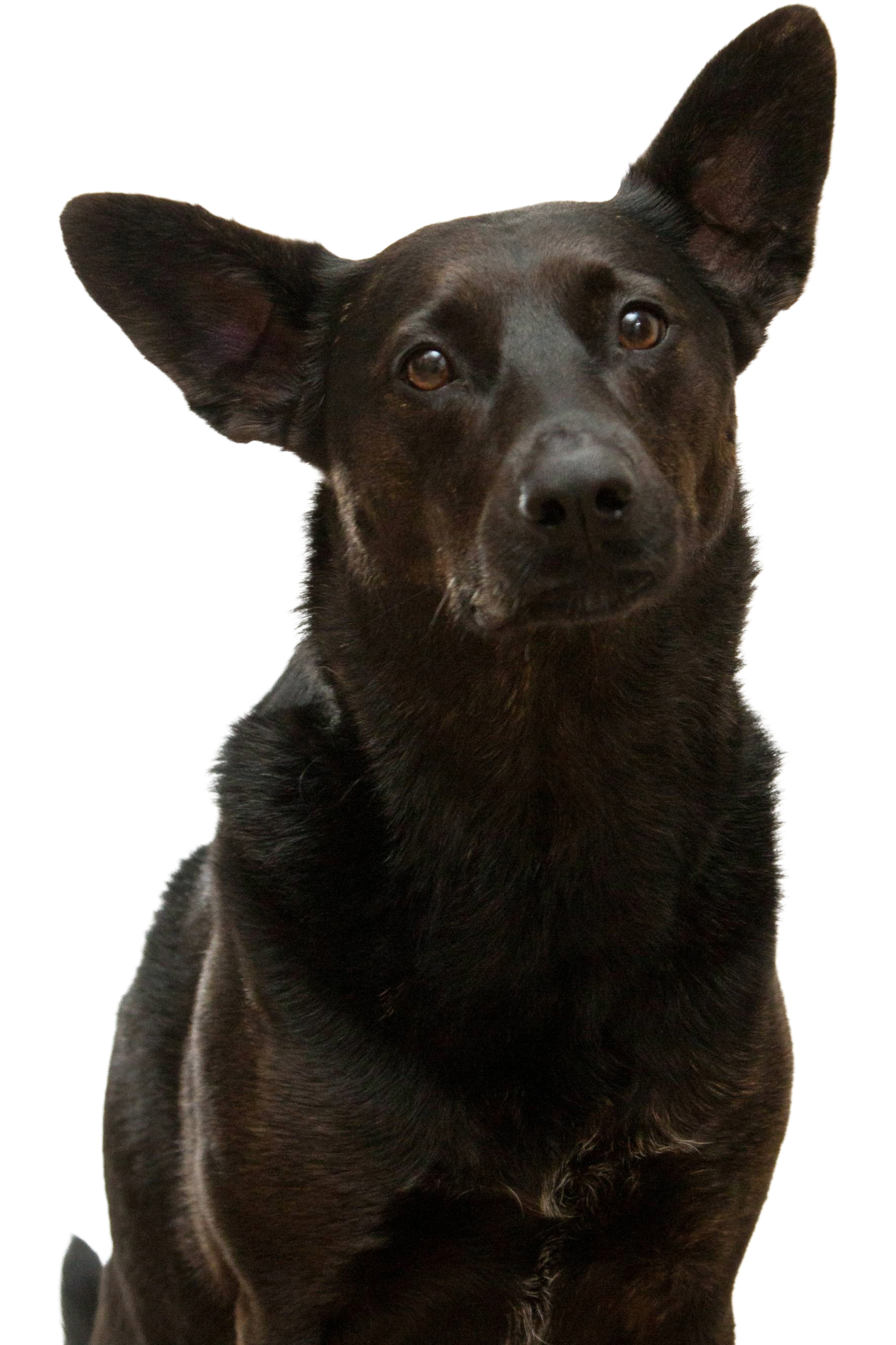 A dark-furred dog with large upright ears looking forward with a head tilt, centered against a solid black background.